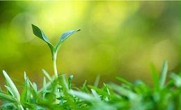 作物缺素诊断口诀！学会这个顺口溜，今年用肥不用愁！