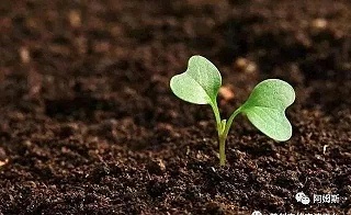 12种病虫害最常见新药、老药推荐表