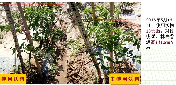 沃柯微生物菌剂在蘸根上的应用