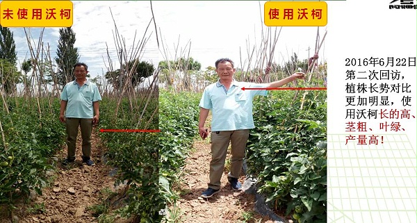 沃柯微生物菌剂在蘸根上的应用