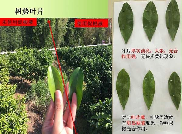 生物促根液在砂糖桔三年树上的应用