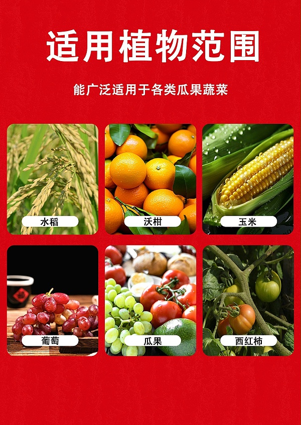 维他十三金6