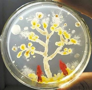 【科普小课堂】什么是微生物？