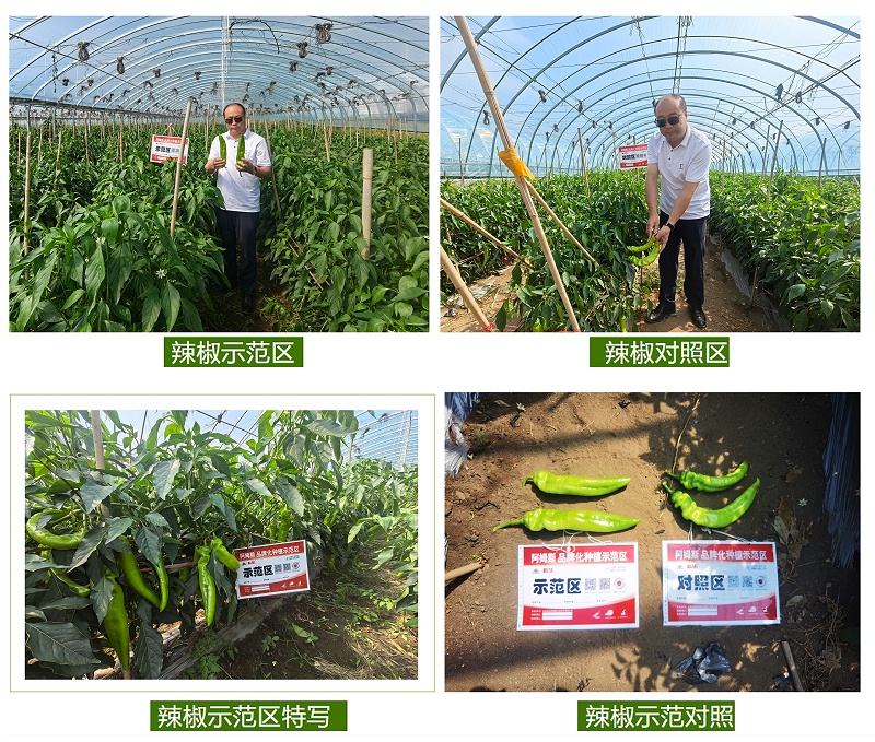 辣椒示范对照0902