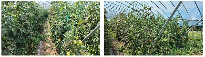 西红柿对比照2--0902