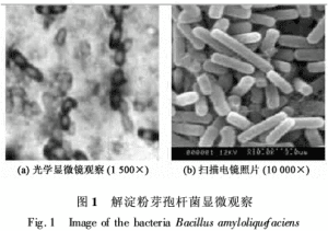 解淀粉芽孢杆菌在环境保护中的应用