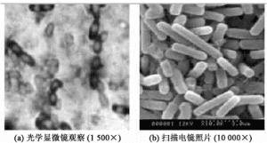 阿姆斯为您讲解解淀粉芽孢杆菌在环境保护和农业生产中的应用