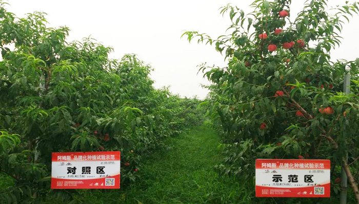 佳施宝生物有机肥在大桃上的应用