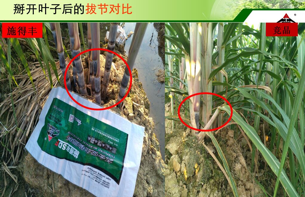 施德丰复合微生物肥料在果蔗上的应用