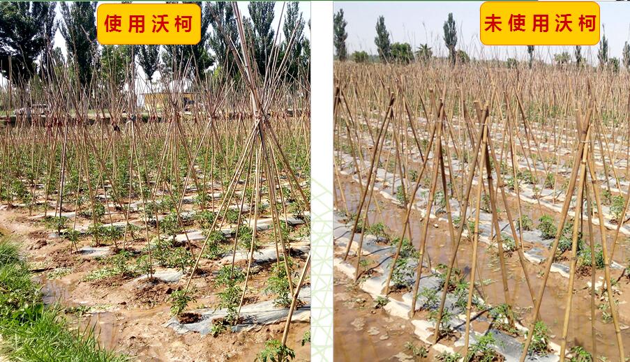 沃柯微生物菌剂在蘸根上的应用