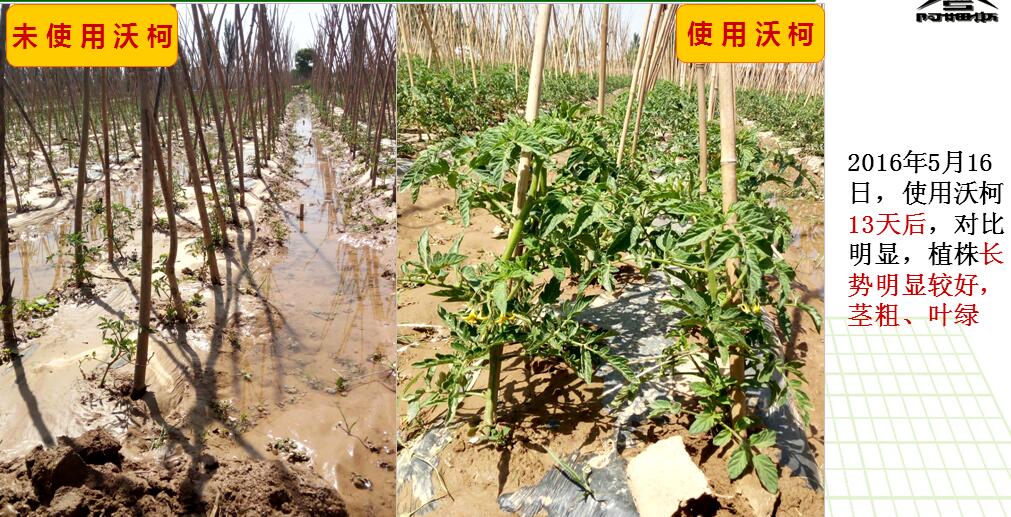 沃柯微生物菌剂在蘸根上的应用