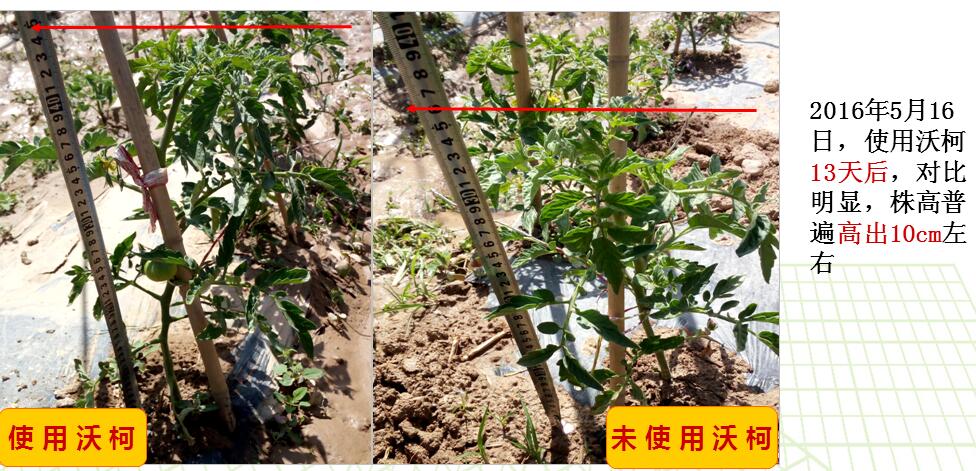 沃柯微生物菌剂在蘸根上的应用