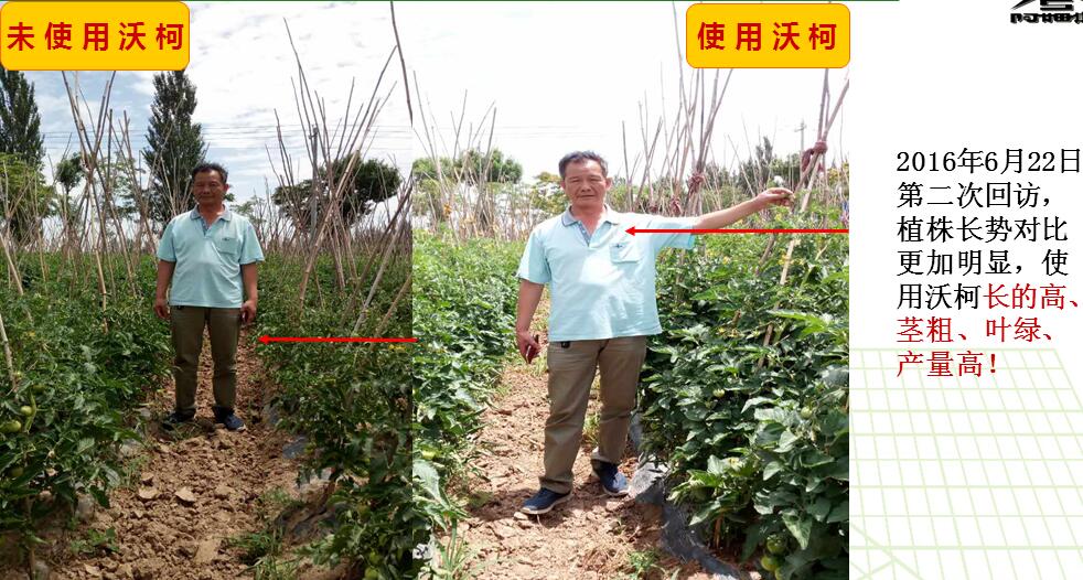 沃柯微生物菌剂在蘸根上的应用