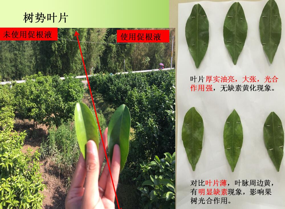 生物促根液在砂糖桔三年树上的应用