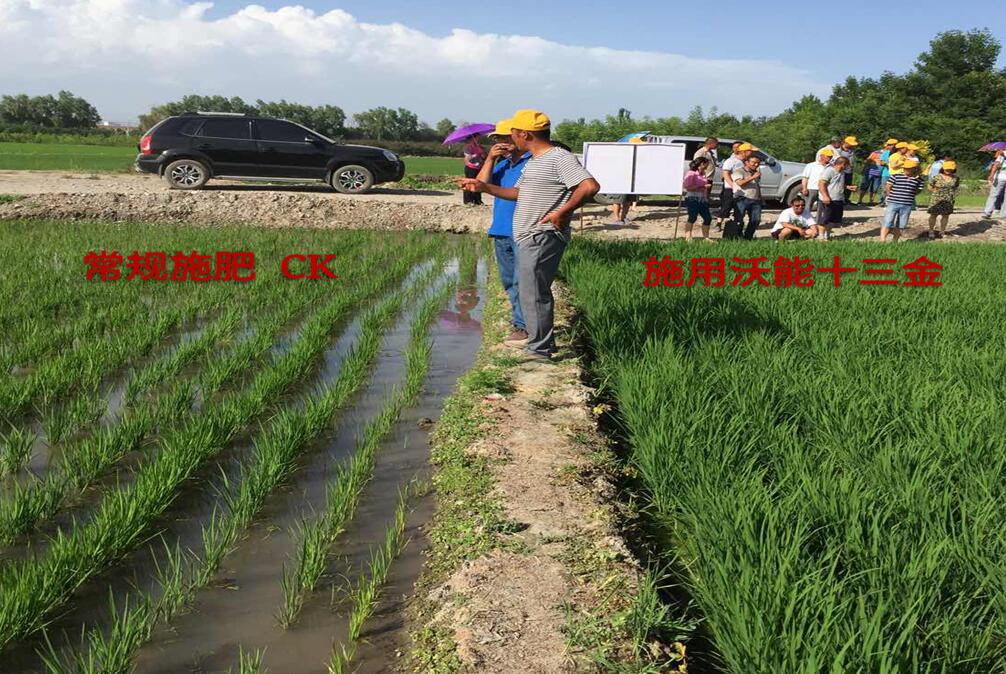 沃能十三金微生物菌剂在稻谷上的应用