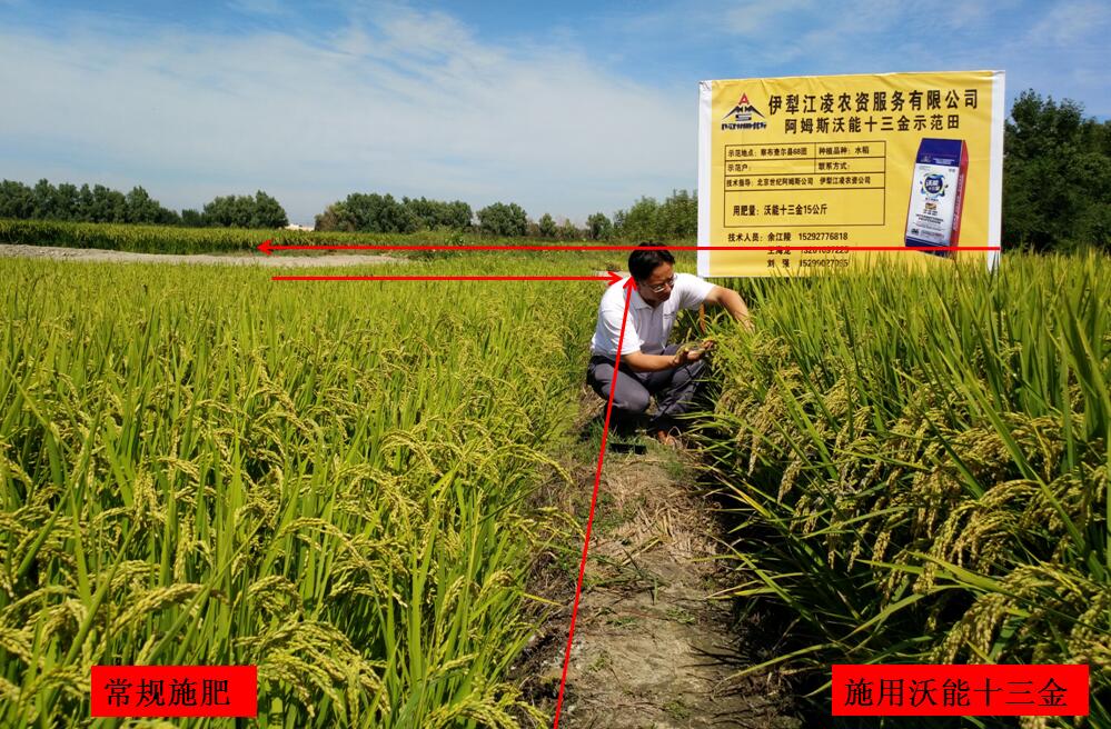 沃能十三金微生物菌剂在稻谷上的应用