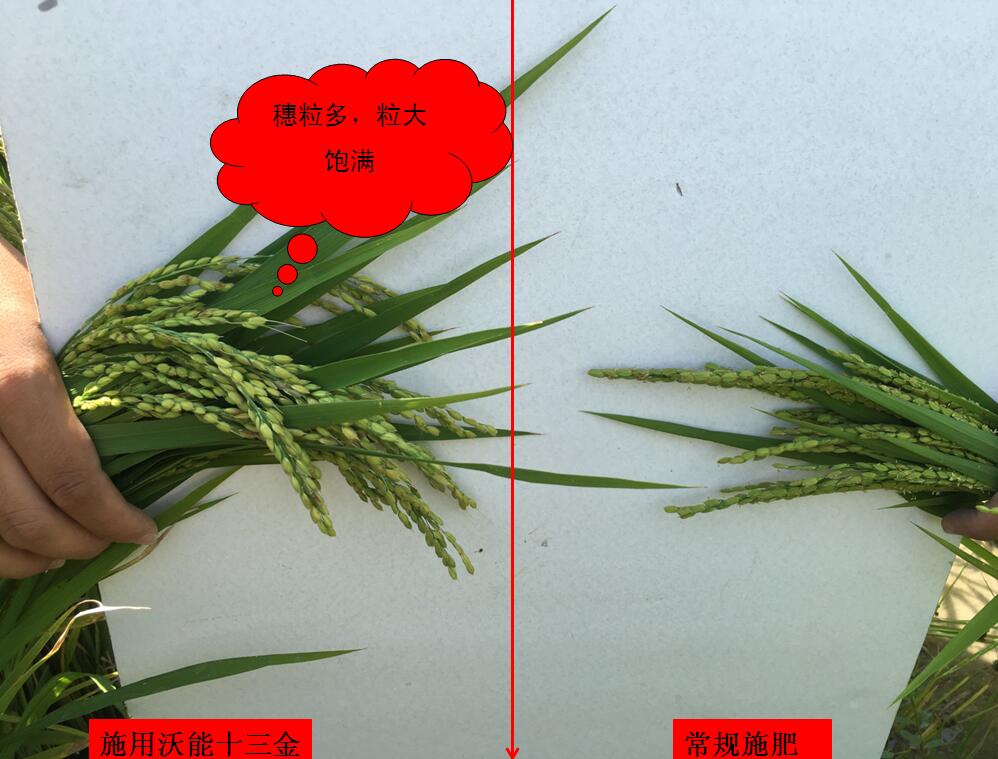 沃能十三金微生物菌剂在稻谷上的应用