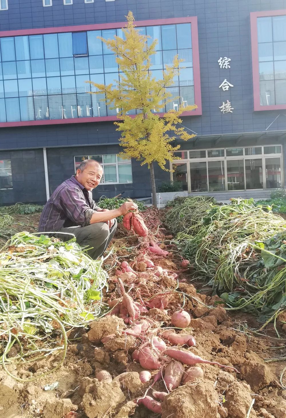 用爆根Ⅰ号，重茬红薯增产增收挡不住！