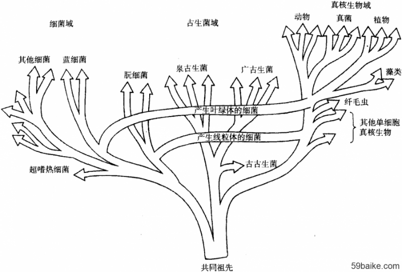 【科普小课堂】生命三域学说的诞生