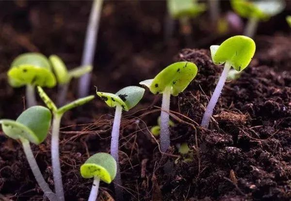 收藏：生物肥中常见菌的作用！