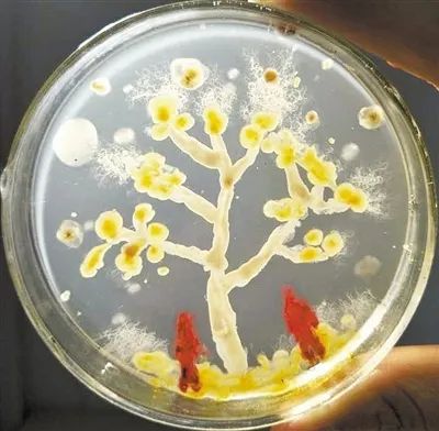 【科普小课堂】什么是微生物？